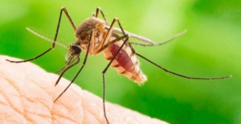 Sivrisinek ısırığı için ev yapımı merhem nasıl yapılır?